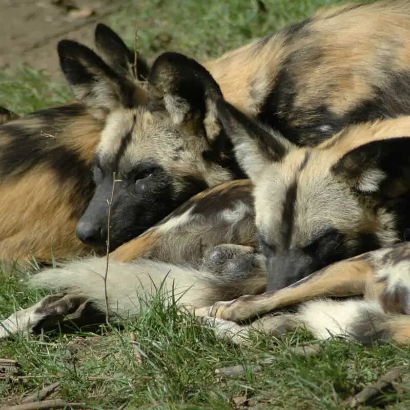 GaiaZoo Afrikanische Wildhunde