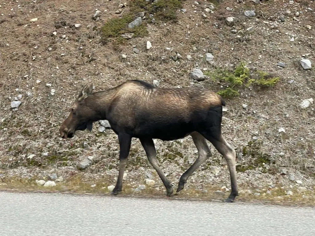 Kanada Wildtiere