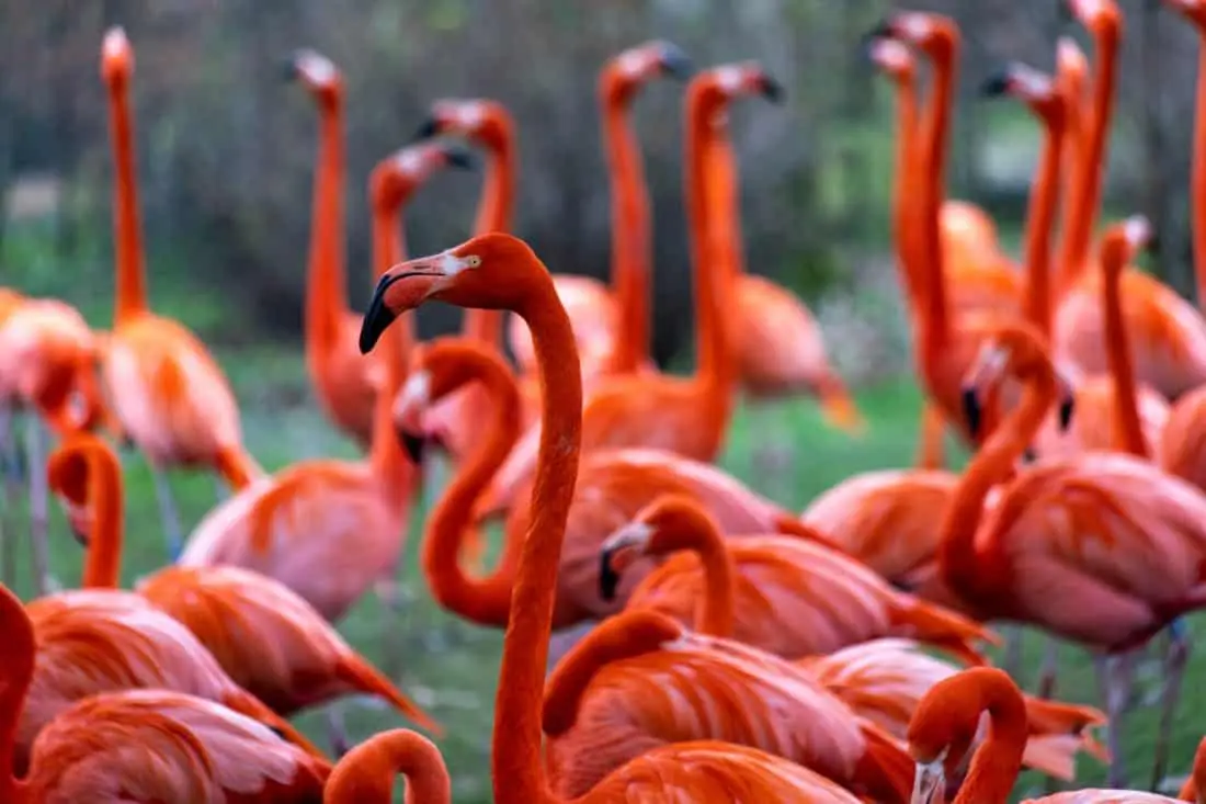 Koelner Zoo Flamingos