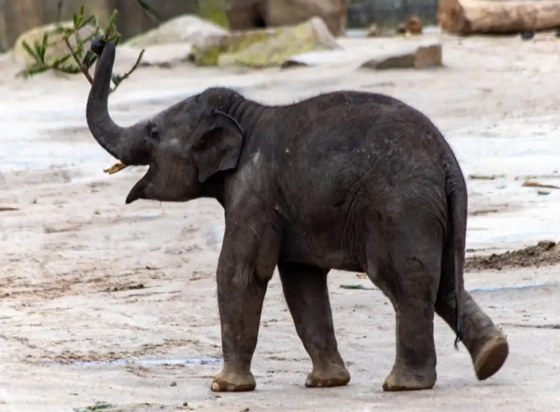Koelner Zoo Elephant