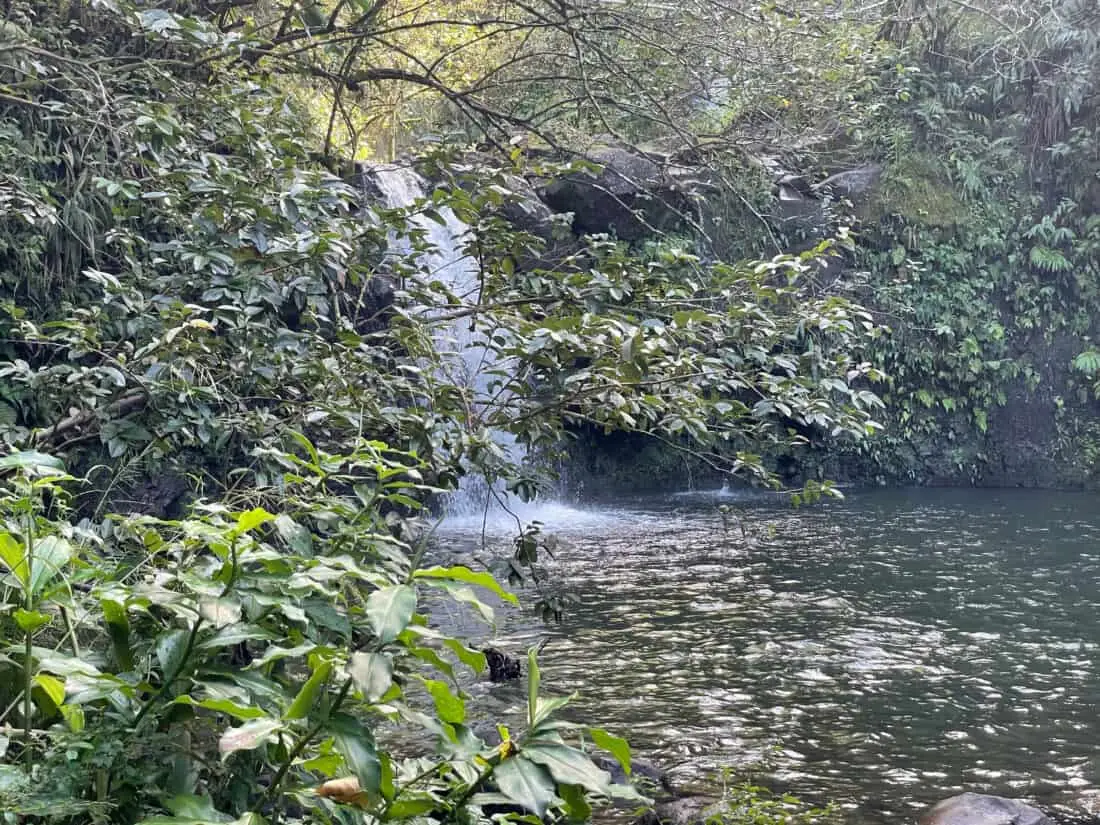 Hawaii Maui Regenwald