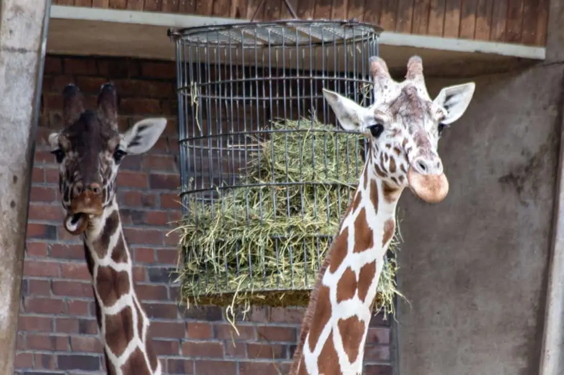 Koelner Zoo Giraffen