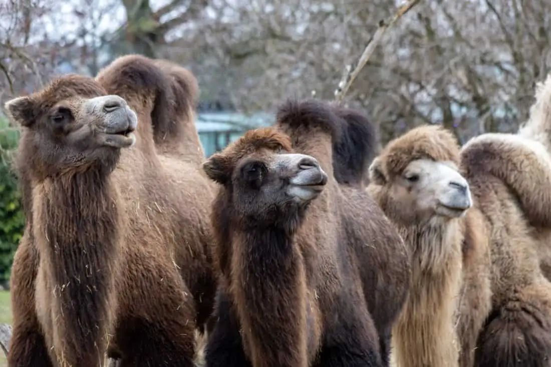 Koelner Zoo Kamele
