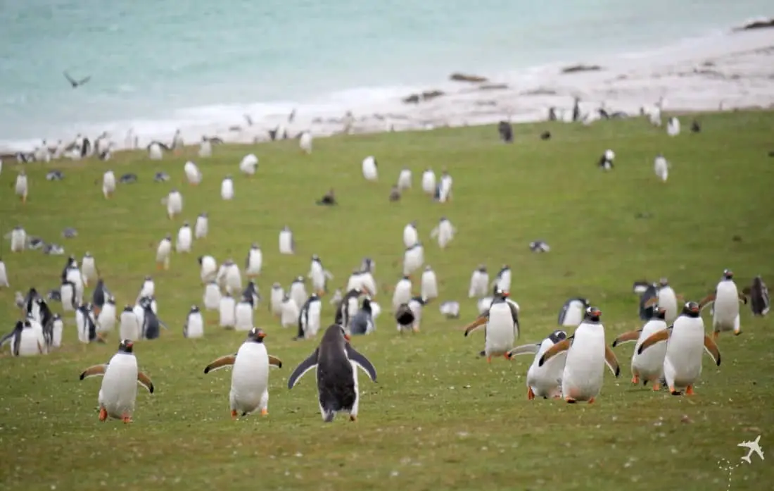 Bleaker Island Gentoo Highway 2