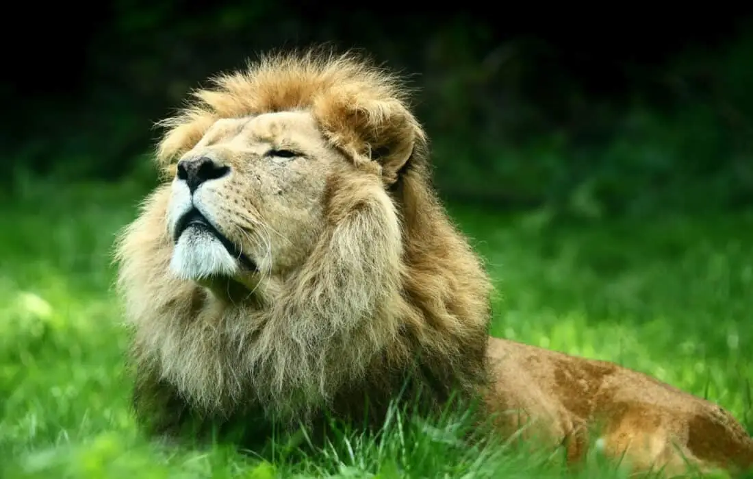 GaiaZoo Loewe