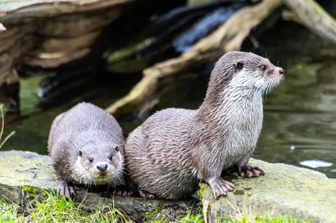 Koelner Zoo Otter