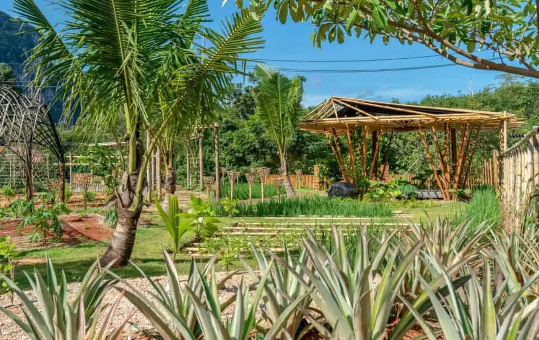 Anana Organic farm