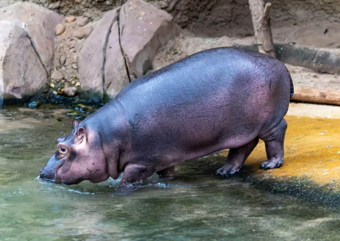 Koelner Zoo Flusspferd Nils