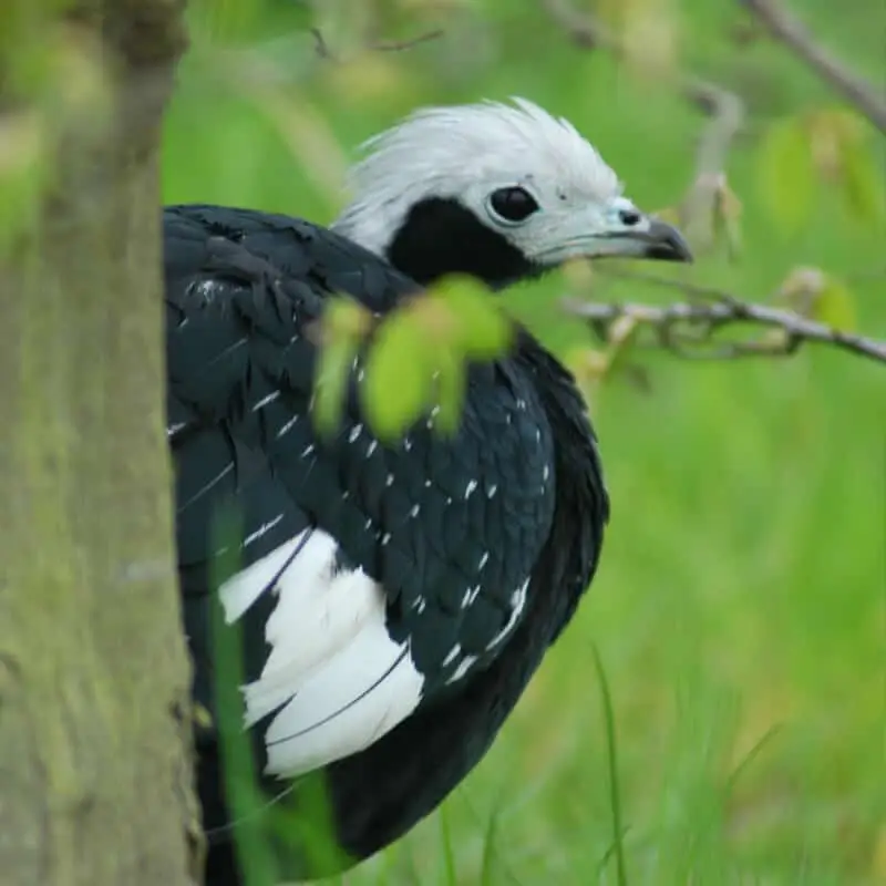 GaiaZoo Blaukehl Guan