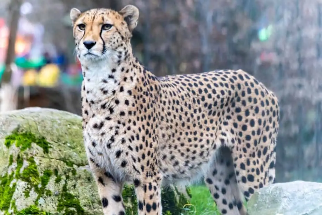 Koelner Zoo Gepard
