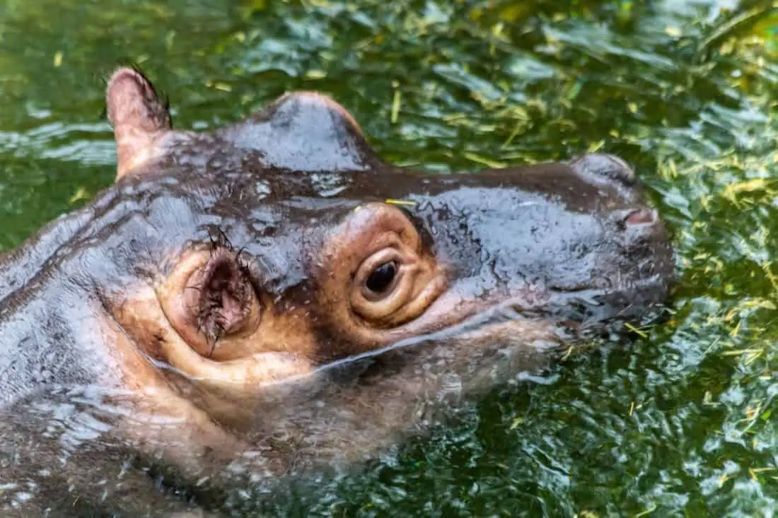 Koelner Zoo Flusspferd Nils 2