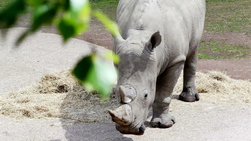 GaiaZOO Breitmaul Nashorn