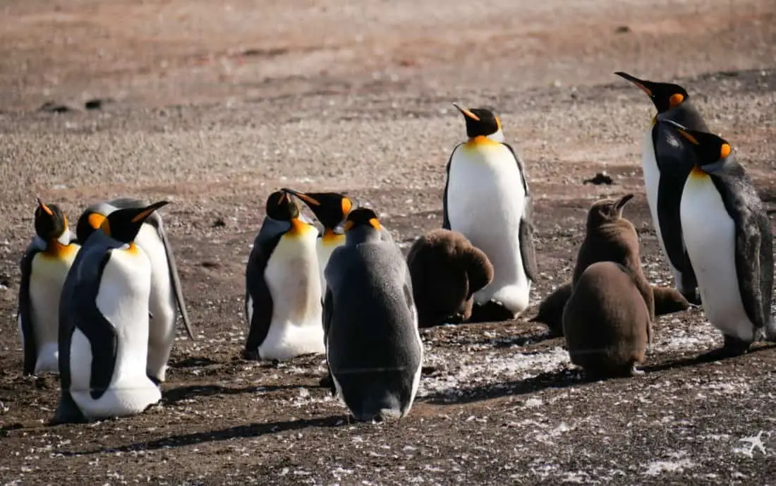 Königspinguine The Neck