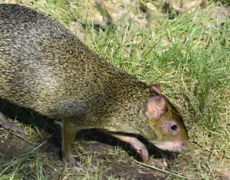 GaiaZoo AZARA AGUTI 