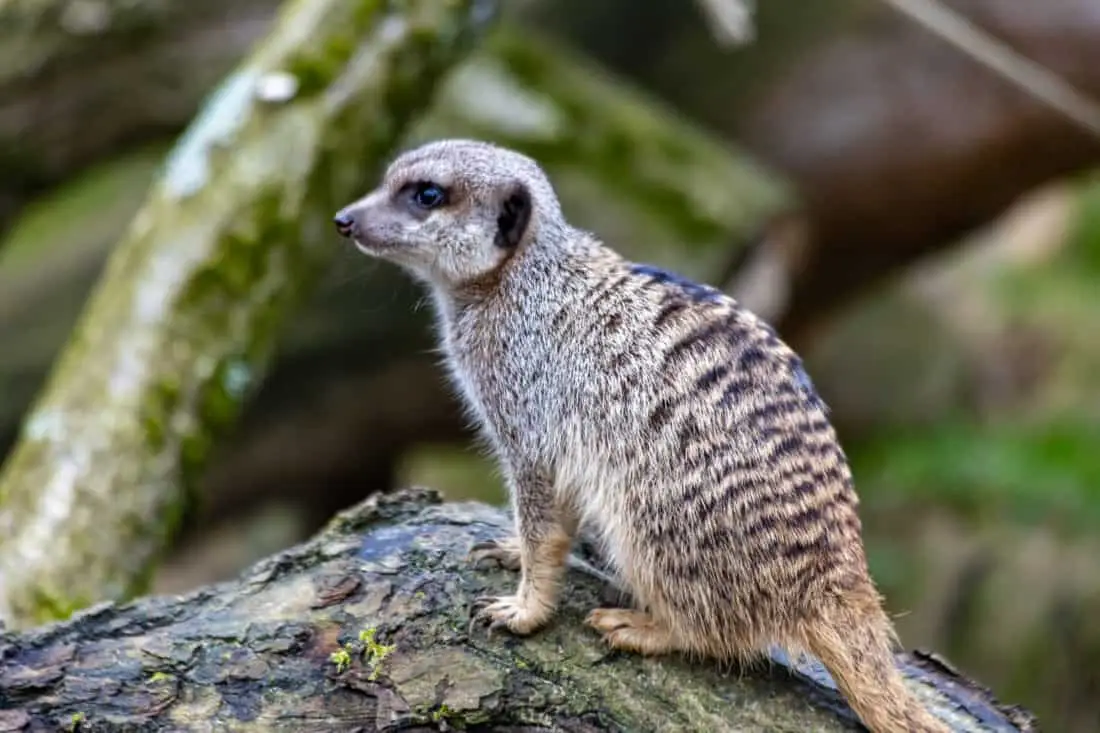 Koelner Zoo Erdmaennchen