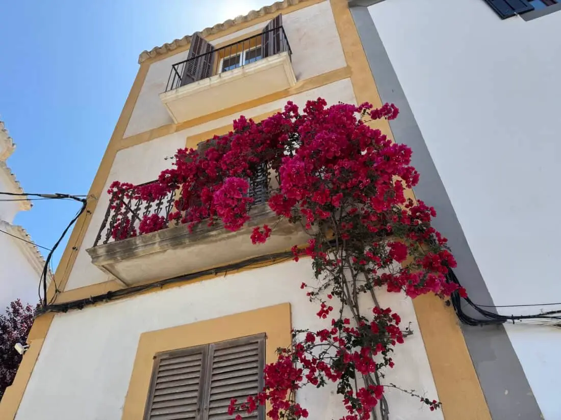 Ibiza Altstadt Blumen
