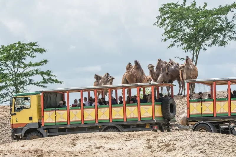 Serenga Safari wildlands